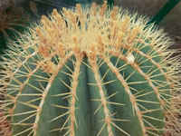 Ferocactus glaucescens